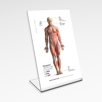DISPLAY ACRILICO BOA POSTURA